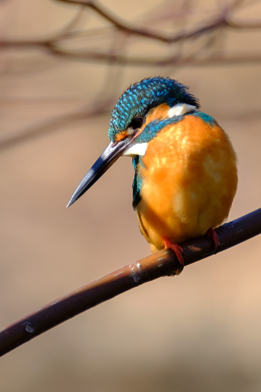 kingfishers_170212_03.jpg
