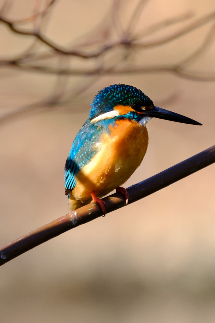 kingfishers_170212_04.jpg